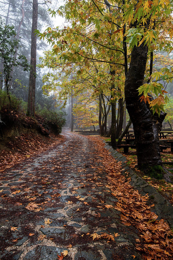 Autumn landscape with trees and Autumn leaves on the ground after rain Photograph by Michalakis Ppalis