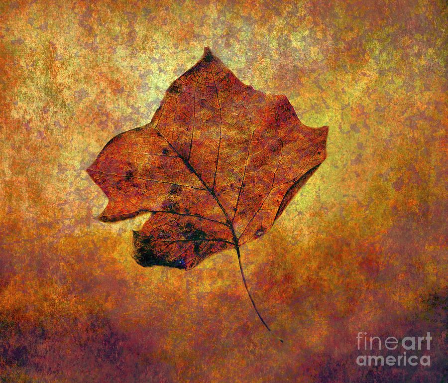 Autumn Leaf #1 Photograph by Judi Bagwell
