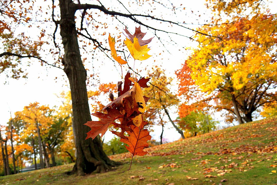 Autumn Leaves #1 Photograph by Caryn La Greca