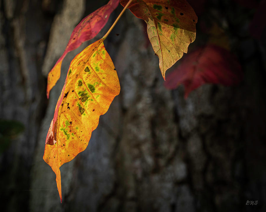 Autumn Leaves IV Color Photograph by David Gordon