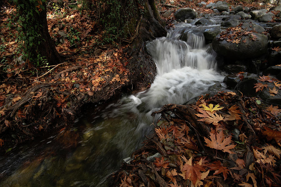 Autumn leaves in the forest. River flowing #2 Photograph by Michalakis Ppalis