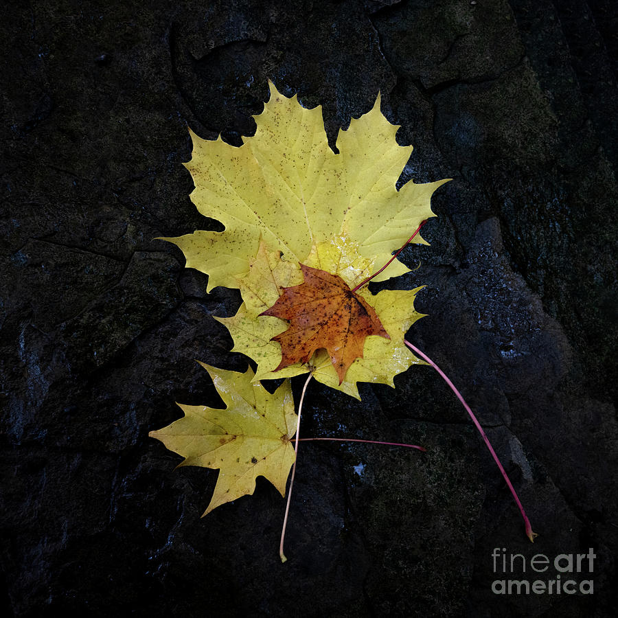 Autumn Leaves #1 Photograph by Janet Burdon