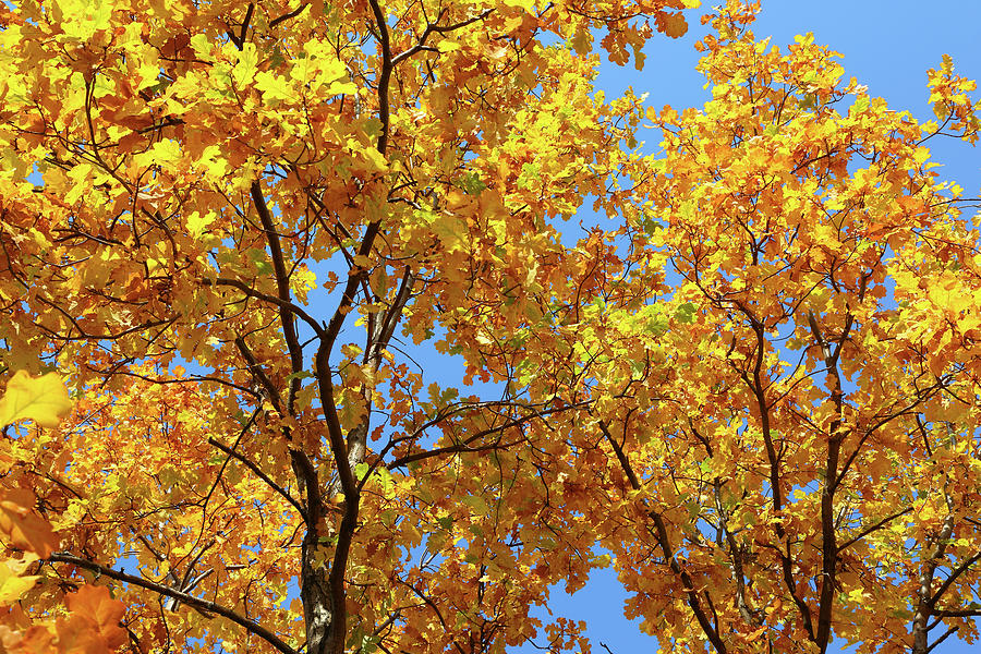 Autumn Leaves On Oak Tree #1 Photograph by Mikhail Kokhanchikov