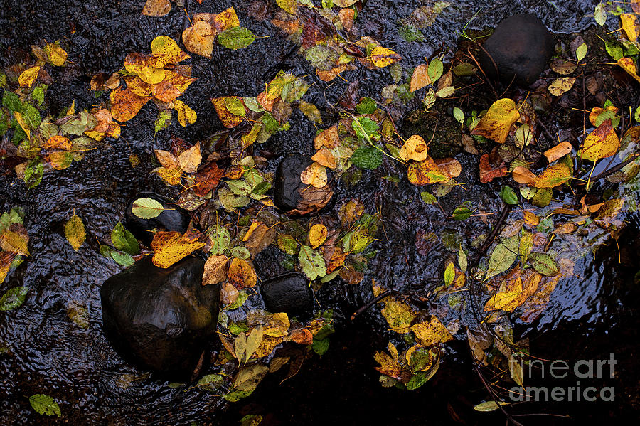 Autumn Leaves On Rocks With Light Reflection In Creek Photograph