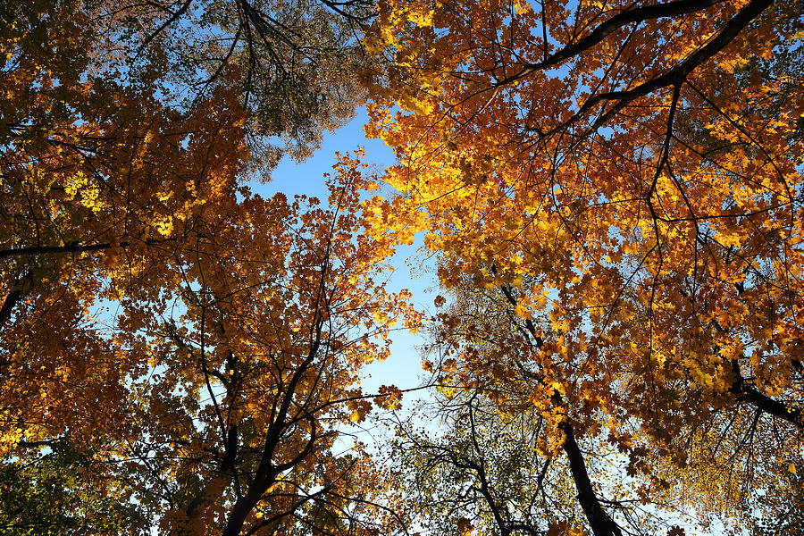 Autumn Leaves On Trees Under Sky #1 Photograph by Mikhail Kokhanchikov