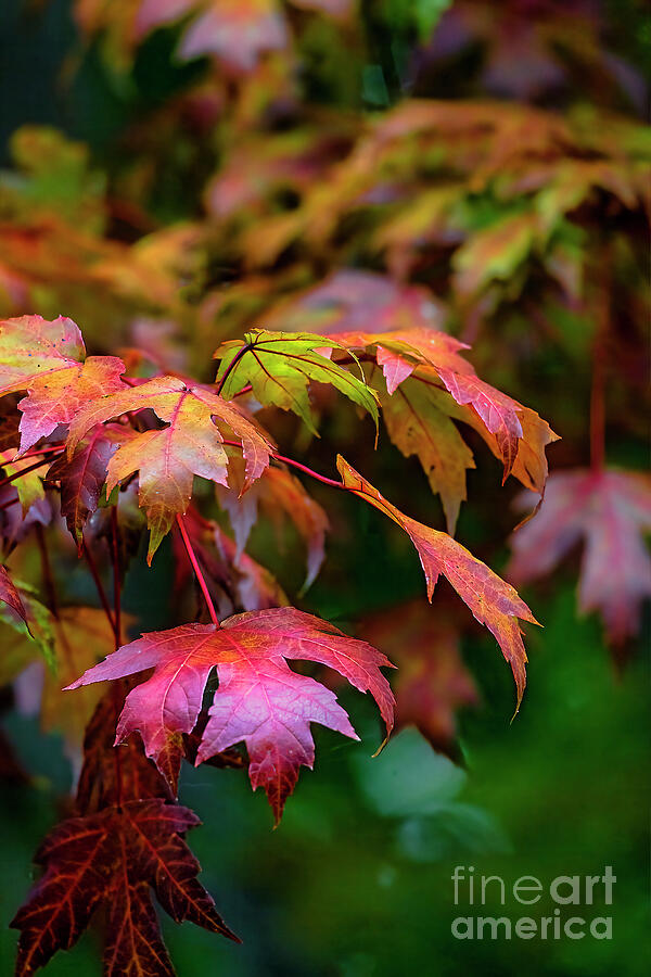 Autumn Leaves II Photograph by Shelia Hunt