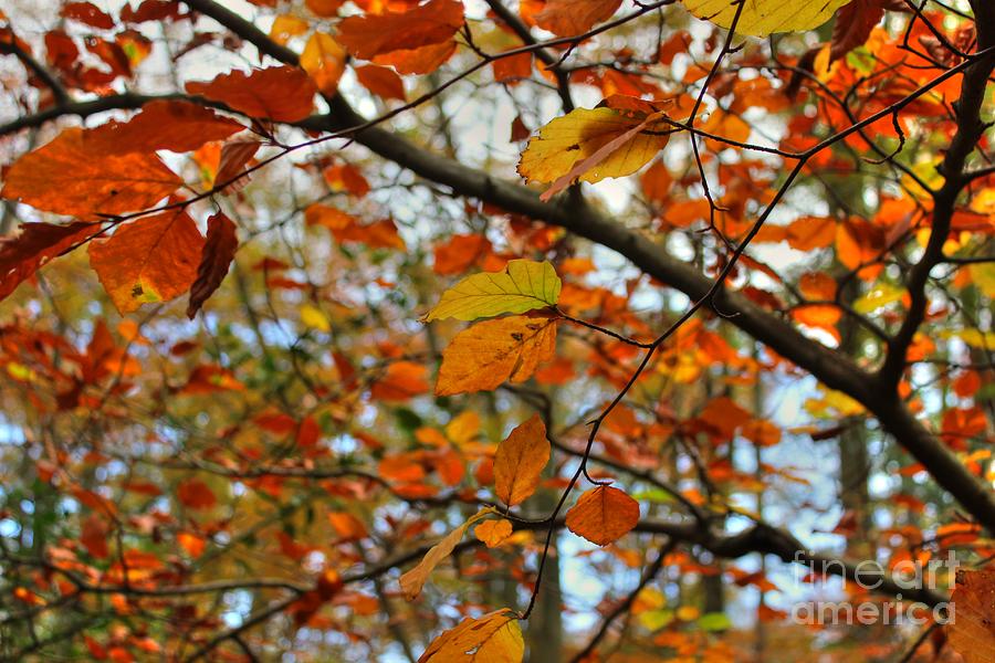 Autumn Leaves #1 Photograph by Vicki Spindler