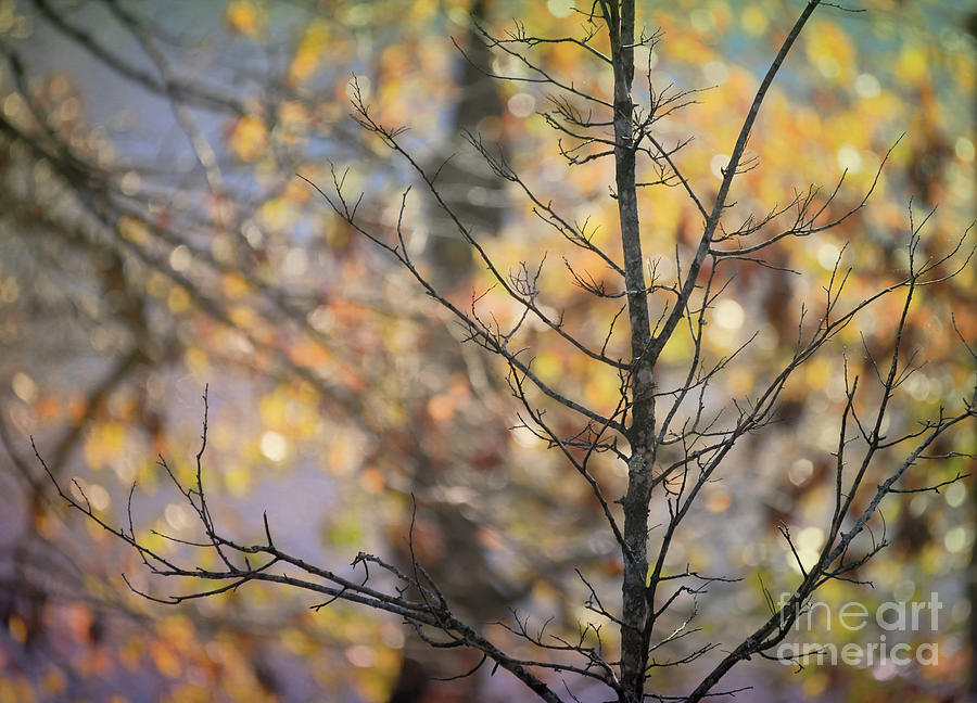 Autumn Light #2 Photograph by Kerri Farley