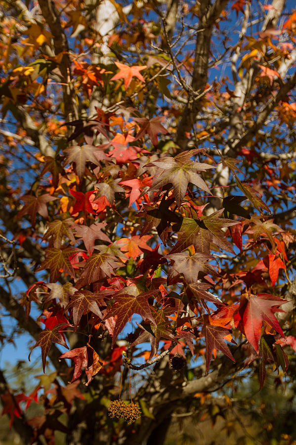 Autumn Liquidambar Leaves #1 Photograph by Craig P. Jewell