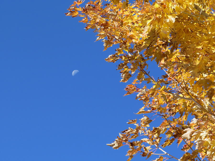 Autumn Moon Photograph by Stephanie Knight - Fine Art America