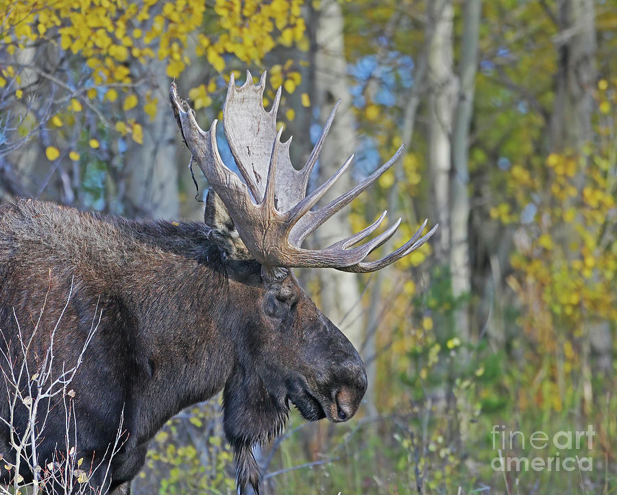 Autumn Moose Photograph by Dale Erickson - Pixels