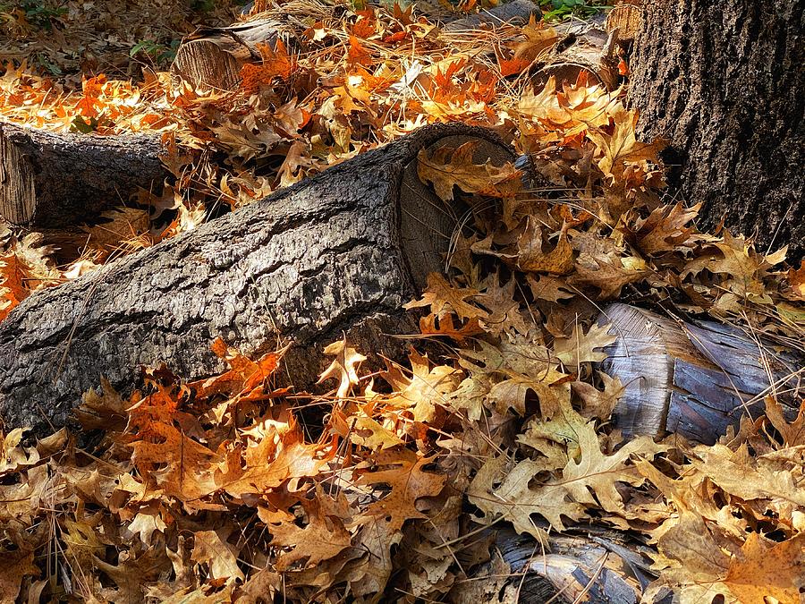 Autumn Oak by Steph Gabler Autumn Oak by Steph Gabler