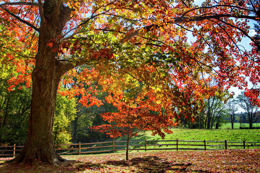 Autumn on the Plantation -2 #1 Photograph by Alan Hausenflock