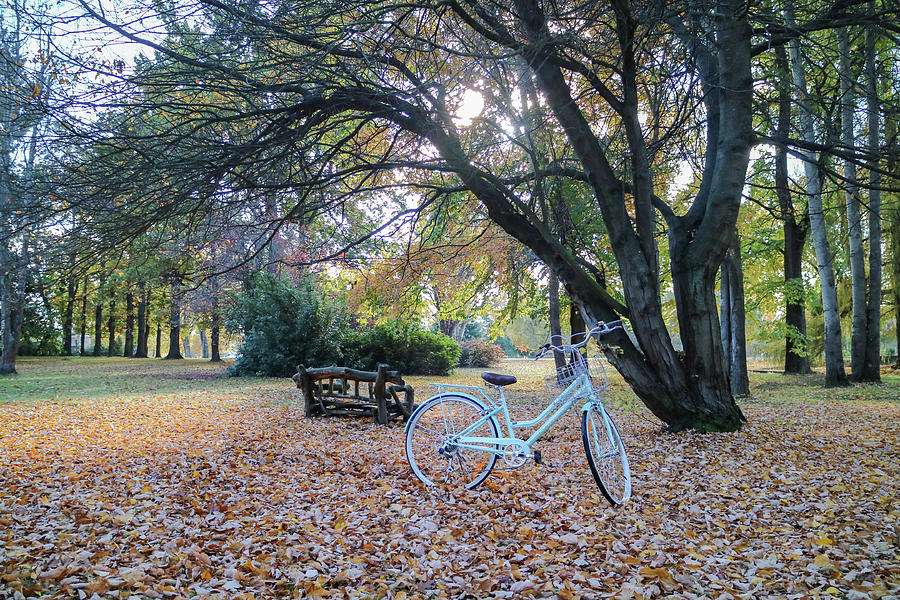 Autumn Park in New Zealand #1 Photograph by Pla Gallery