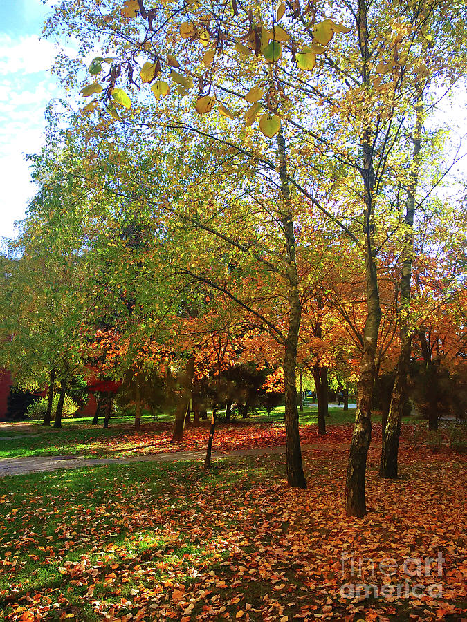 In Autumn Park Photograph by Jasna Dragun