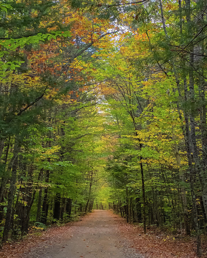 Autumn Path #1 Photograph by Joseph Smith