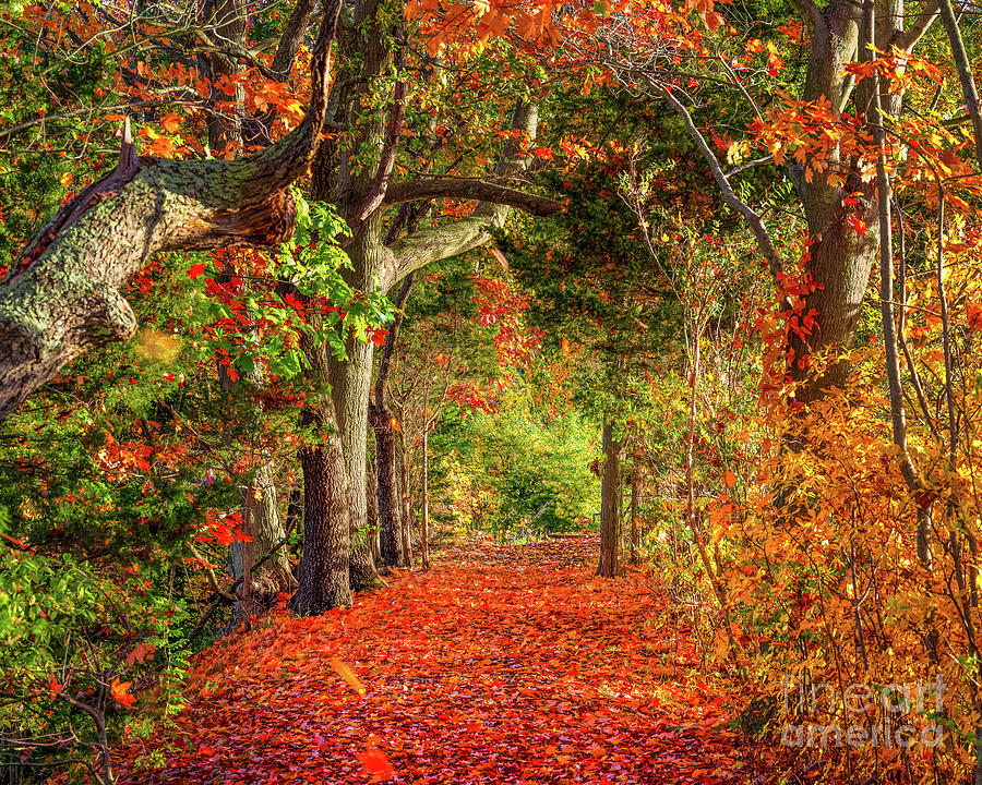 Autumn Path #1 Photograph by Sean Mills