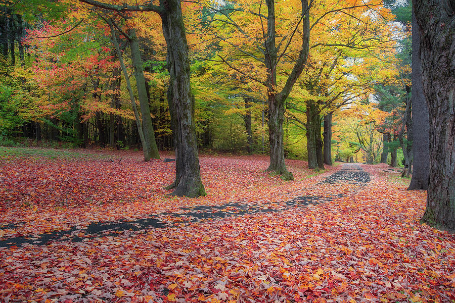 Autumn Road #2 Photograph by Bill Wakeley