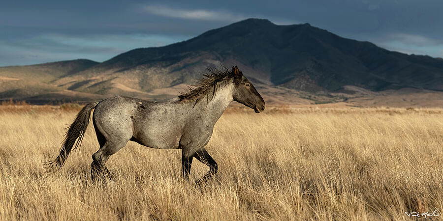 Autumn Stallion. #1 Photograph by Paul Martin