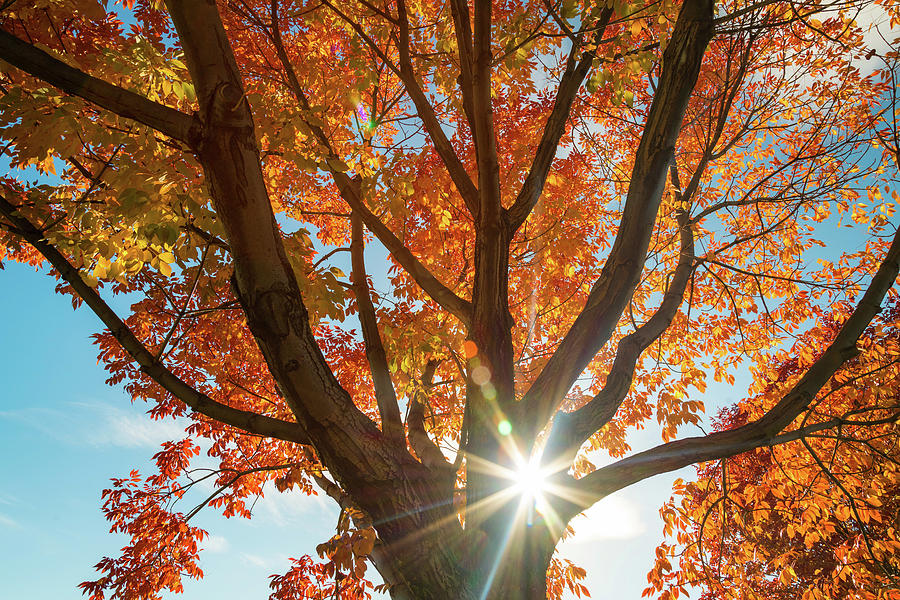 Autumn Sunshine #2 Photograph by James BO Insogna