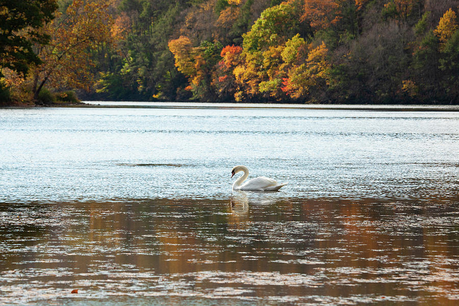 Bird Photograph - Autumn Swan #1 by Karol Livote