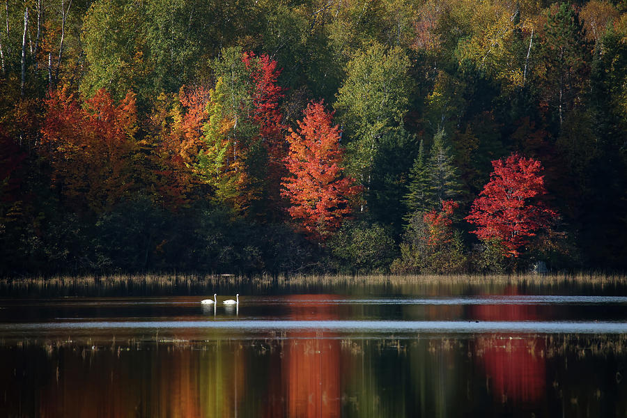 Autumn swans #1 Photograph by Brook Burling