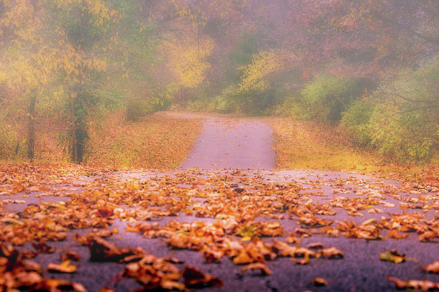 Autumn Trail #1 Photograph by Allin Sorenson