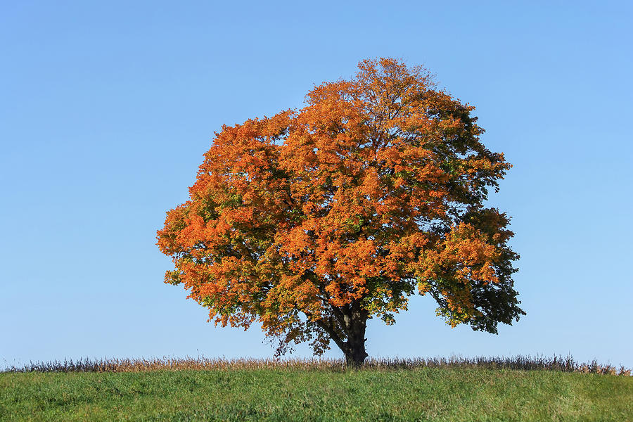 Autumn Tree #1 Photograph by Brook Burling