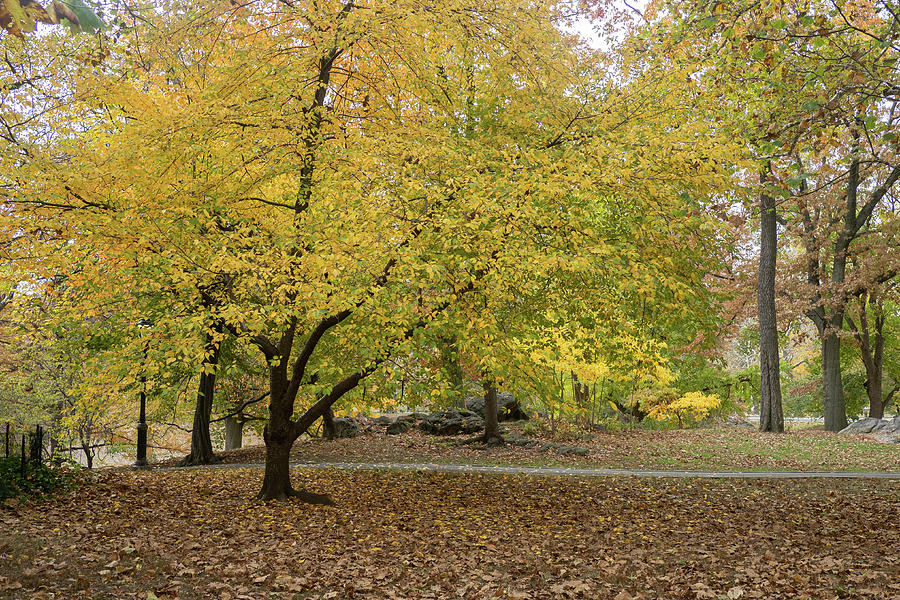 Autumn tree #1 Photograph by Cornelis Verwaal