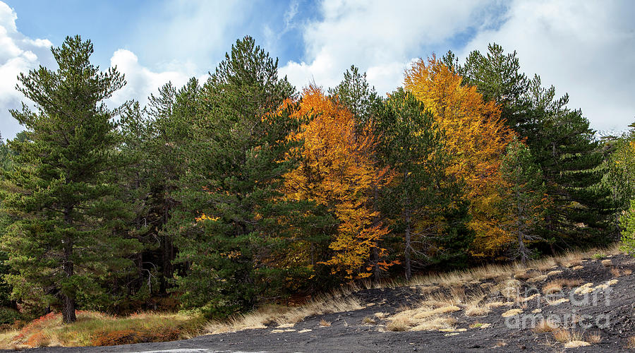 Autumn Trees On Etna Mountain Photograph by Agata Lagati Autumn Trees On Etna Mountain Photograph by Agata Lagati