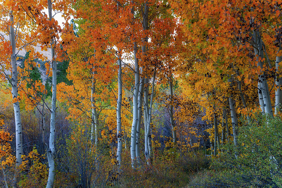 Autumn Vision Photograph by Vincent James Autumn Vision Photograph by Vincent James