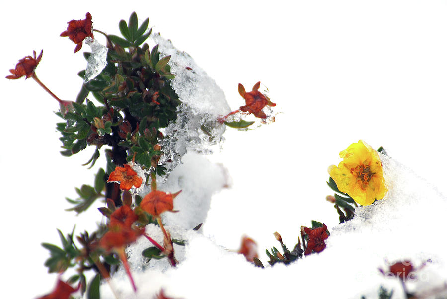 Autumn visited winter #1 Photograph by Elbegzaya Lkhagvasuren