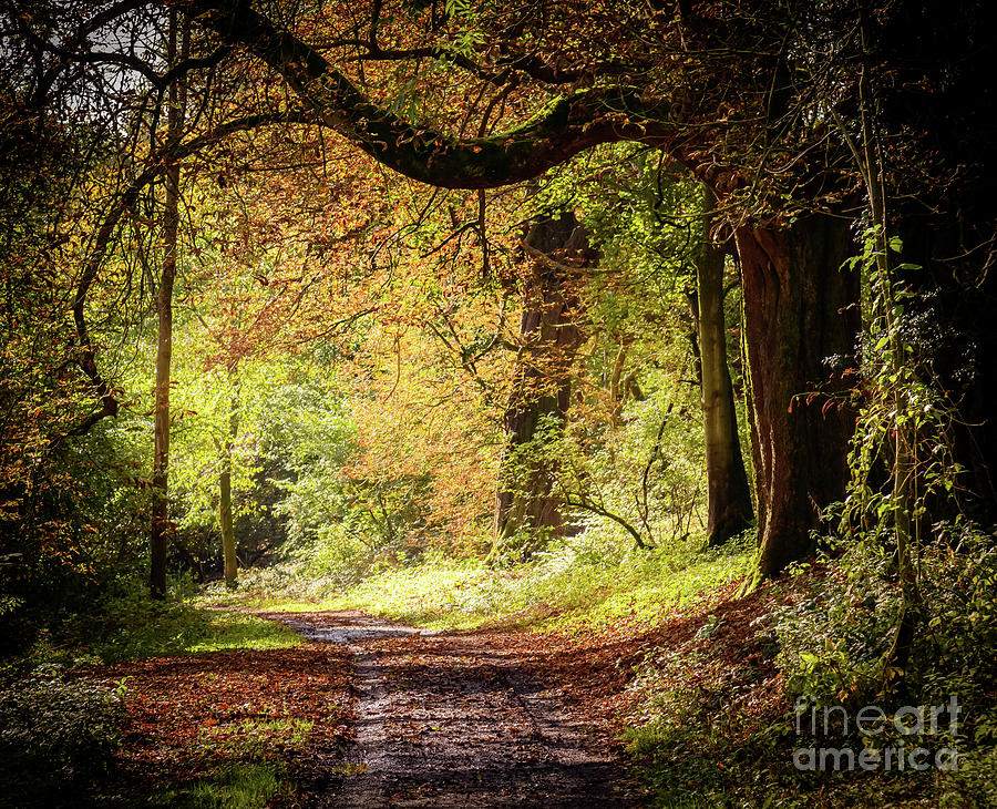Autumn walk #1 Photograph by Colin Rayner
