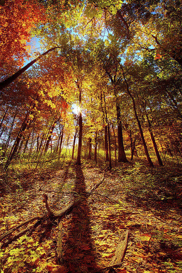 Autumn Walk  #1 Photograph by Phil Koch