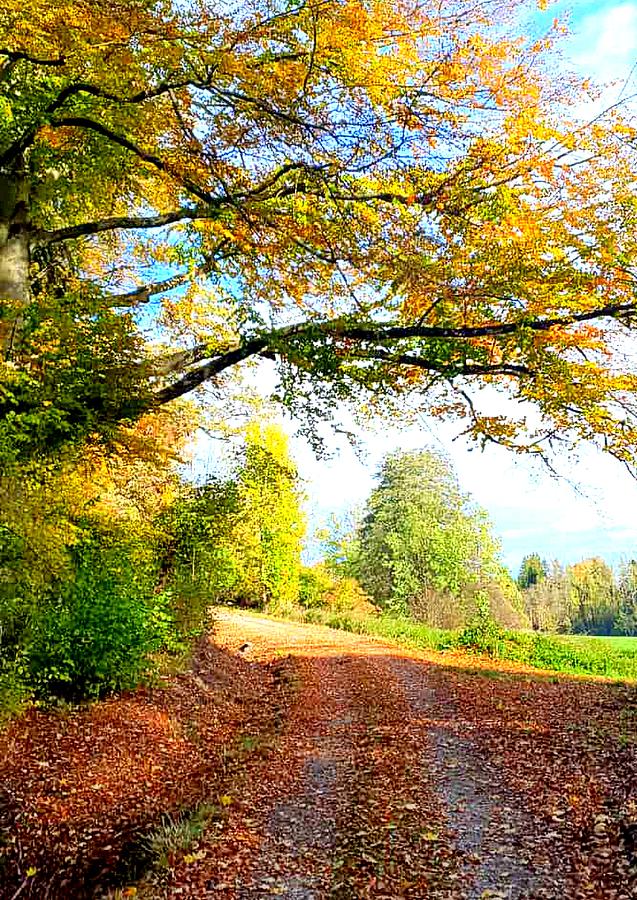 Tree Photograph - Autumn walkway #1 by Angel One