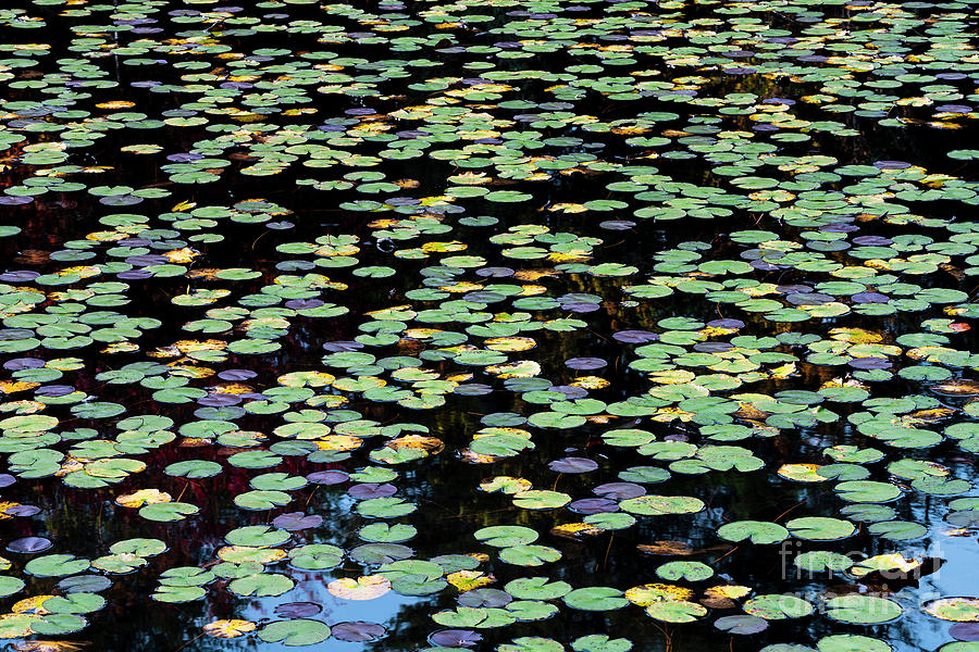 Autumn Water Lily Pads #1 Photograph by Alan L Graham