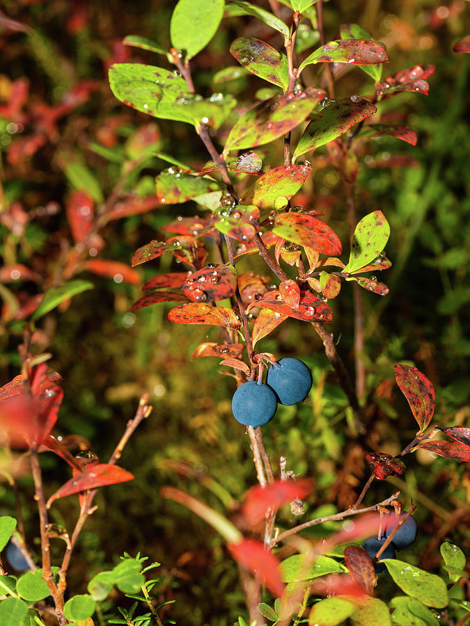Autumn Wild Blueberry in Alaska #1 Photograph by Dee Carpenter - Pixels