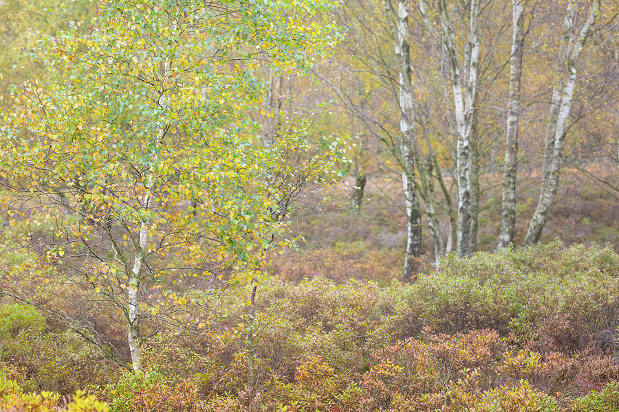 Autumn with bilberries, bracken and silver birch trees Photograph by Anita Nicholson