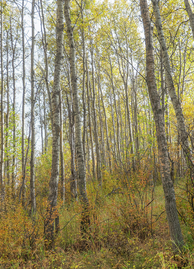 Fall Photograph - Autumn Woods #1 by Phil And Karen Rispin