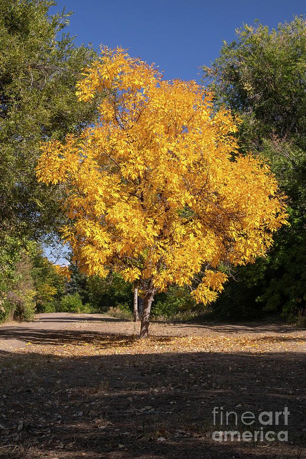 Autumn Photograph - Autumn Yellow by Nicki Hoffman Autumn Photograph - Autumn Yellow by Nicki Hoffman