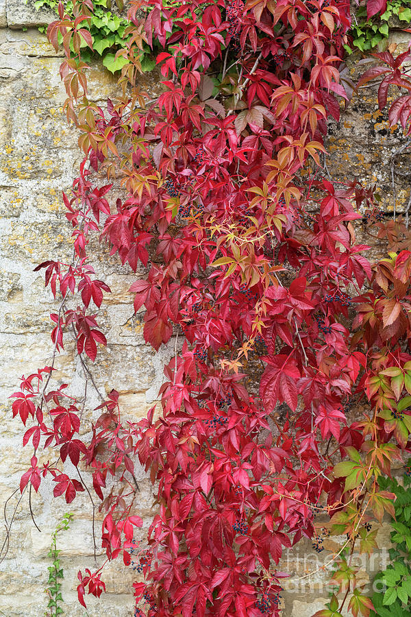 Autumnal Virginia Creeper #1 Photograph by Tim Gainey