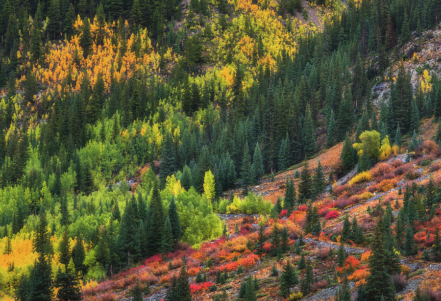 Autumns Color Palette #1 Photograph by Darren White