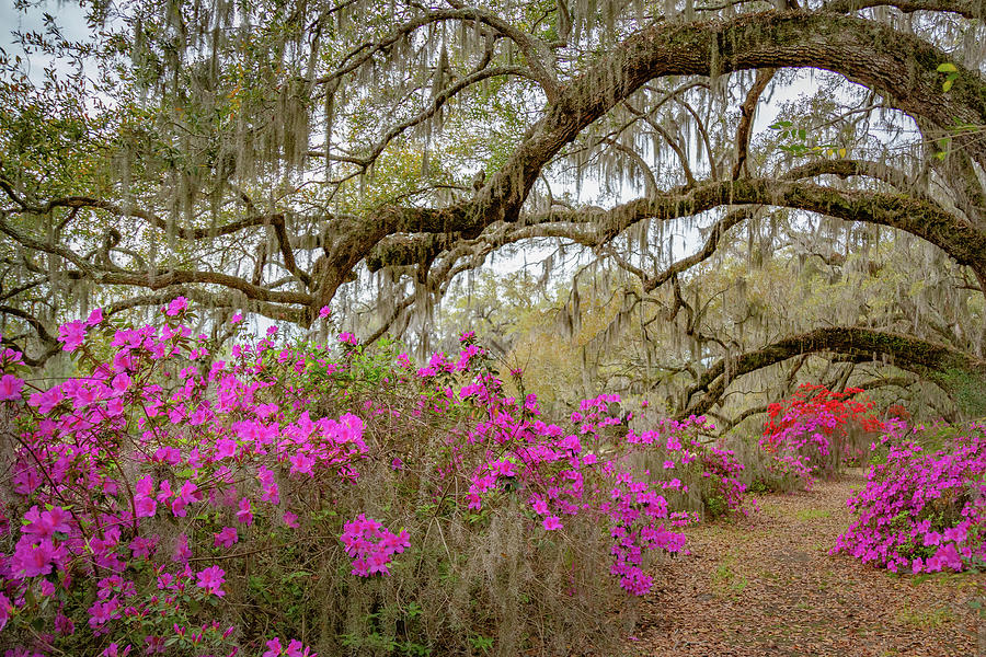 Avenue of Oaks in Spring #1 Photograph by Cindy Robinson