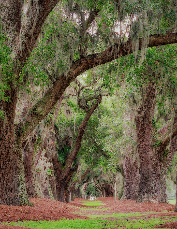 Avenue of Oaks Photograph by Kenny Nobles - Fine Art America