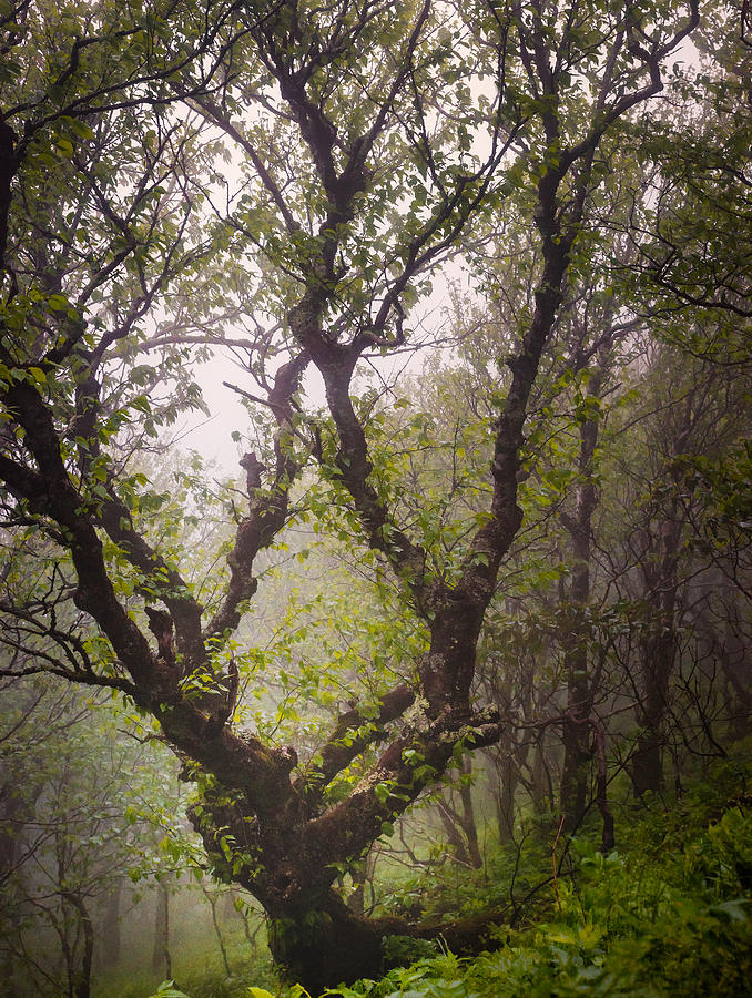Landscape Photograph - Craggy Tree by Michelle Newport Landscape Photograph - Craggy Tree by Michelle Newport