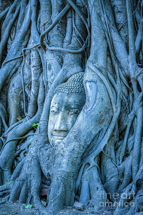 Ayutthaya historical park, Bangkok ,Thailand #1 Photograph by Luciano Mortula