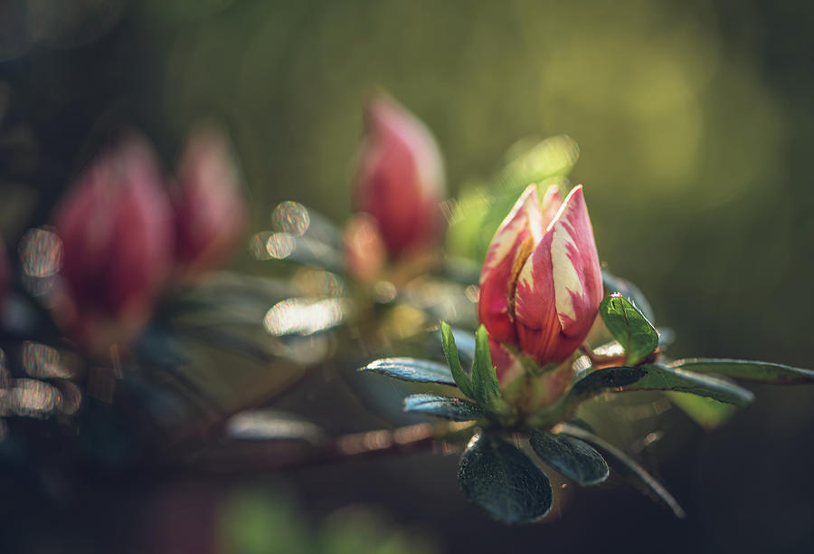 Flower Photograph - Azalea Blooms #1 by Lori Rowland