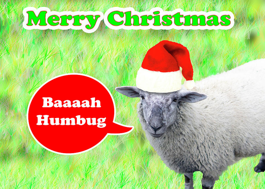 Baaaah Humbug Christmas Card #1 Photograph by David Morehead