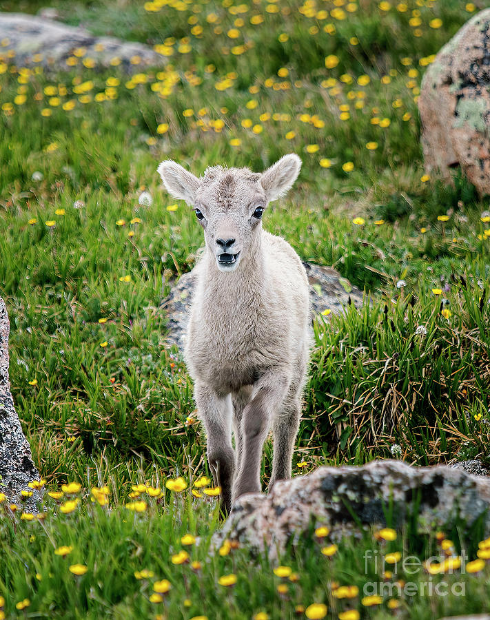 Baby Bighorn Sheep on Mount Evans Colorado #1 Photograph by Steven Krull