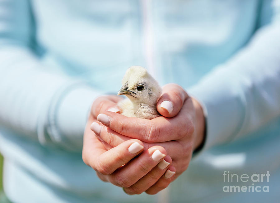 Baby bird hold in woman hands #1 Photograph by Michal Bednarek